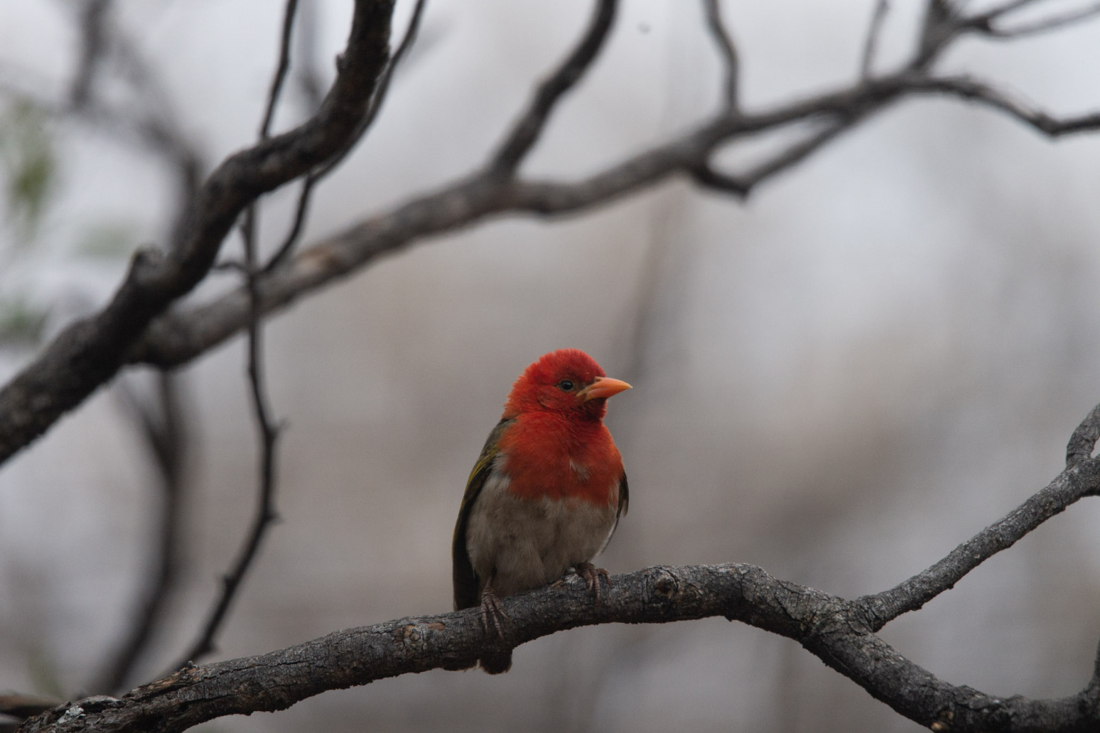 image Red-headed Weaver